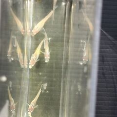 メダカ　IＢブルー５匹４００円の画像