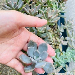 　鉢のままお渡し　多肉植物　鉢の中全部　の画像