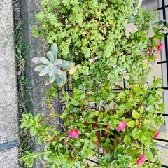 まとめて鉢のままお渡し　ハートカズラ　多肉植物　観葉植物　ベビーサンローズ　ブロウメアナ　他の画像