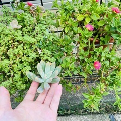 まとめて鉢のままお渡し　ハートカズラ　多肉植物　観葉植物　ベビーサンローズ　ブロウメアナ　他の画像