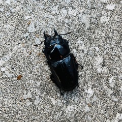 国産オオクワガタ能勢YG(令和7年産)♂♀トリオの画像
