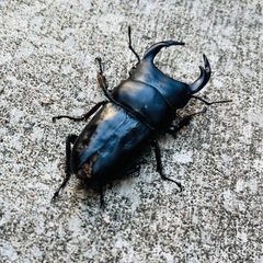 国産オオクワガタ能勢YG(令和7年産)♂♀トリオの画像