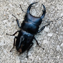 国産オオクワガタ能勢YG(令和7年産)♂♀トリオの画像