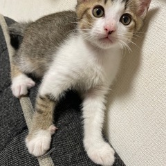 子猫の里親募集