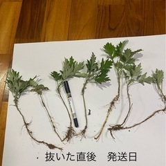 ヨモギポット植え　６個の画像