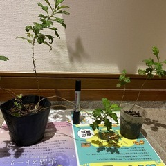 ヨモギポット植え　６個の画像