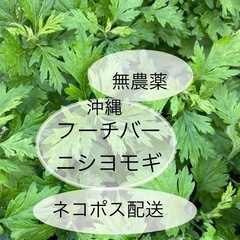 ヨモギポット植え　６個の画像