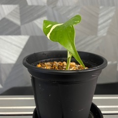 お一人様限り❗️【観葉植物】モンステラホワイトタイガーの画像