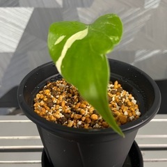 お一人様限り❗️【観葉植物】モンステラホワイトタイガーの画像