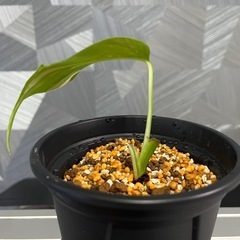 お一人様限り❗️【観葉植物】モンステラホワイトタイガーの画像