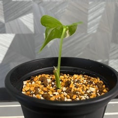 お一人様限り❗️【観葉植物】モンステラホワイトタイガーの画像