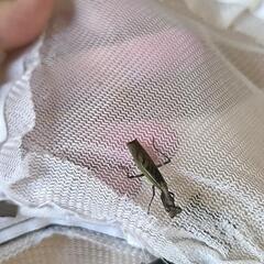 ヒメカマキリの画像