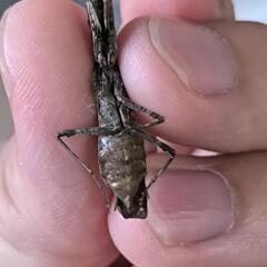 ヒメカマキリの画像