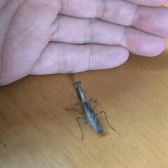 ヒメカマキリの画像