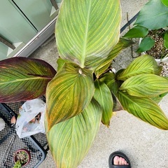 　第二弾‼️鉢ごとお渡し　観葉植物　カンナターバン　の画像
