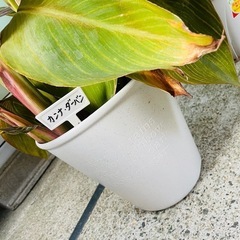 　第二弾‼️鉢ごとお渡し　観葉植物　カンナターバン　の画像