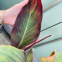 　第二弾‼️鉢ごとお渡し　観葉植物　カンナターバン　の画像