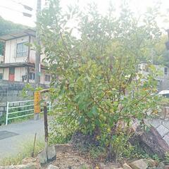 姫リンゴの木。の画像