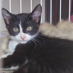 きちんと真ん中分けの子