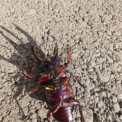 昆虫ショップKINGDAM🌟紅帝赤レギ76㍉ペア　Ｉ血統の画像