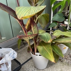 　第二弾‼️鉢ごとお渡し　観葉植物　カンナターバン　の画像