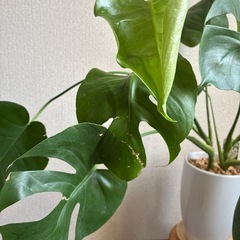 モンステラ　観葉植物の画像