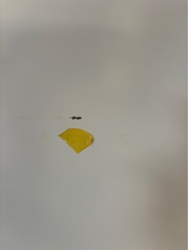 H2504 ヤマダ電機　ヤマダホールディングス　2021年　156L 正面傷あり