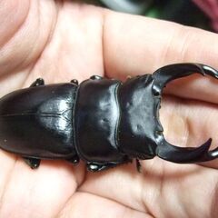 三重県産オオクワガタ F1 ♂67ミリ ♀44.5ミリ ペアの画像