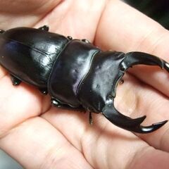 三重県産オオクワガタ F1 ♂67ミリ ♀44.5ミリ ペアの画像