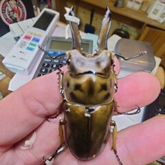 昆虫ショップKINGDAM🌟ババオウゴンオニ新成虫65㍉ペアの画像