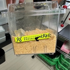 新潟県産オオクワガタWF3 幼虫6頭の画像