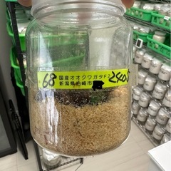 新潟県産オオクワガタWF3 幼虫6頭の画像