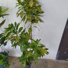 クロトン大きめの画像