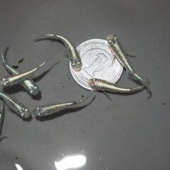 メダカ　緑光黒百式ラメ若魚　15匹の画像