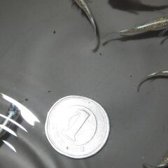 メダカ　緑光黒百式ラメ若魚　15匹の画像