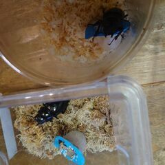 昆虫ショップKINGDAM　ダイスケギラファ91㍉トリオ♂1♀2♥の画像
