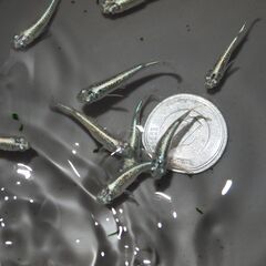 メダカ　緑光黒百式ラメ若魚　15匹の画像