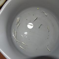 メダカ　緑光黒百式ラメ若魚　15匹の画像