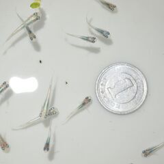 メダカ　マリアージュロングフィン稚魚４０匹以上の画像
