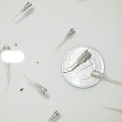メダカ　マリアージュロングフィン稚魚４０匹以上の画像