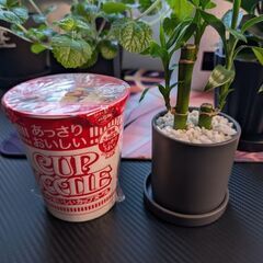 【観葉植物】ミリオンバンブー 卓上サイズの画像