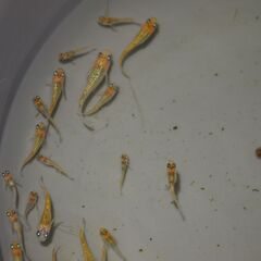メダカ　夜桜ゴールド稚魚　４０匹位の画像