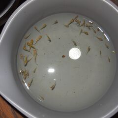 メダカ　夜桜ゴールド稚魚　４０匹位の画像