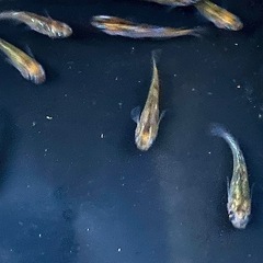 【厳選種親クラス】金斑ラメ　オリジナルメダカ　の画像