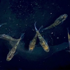 【厳選種親クラス】金斑ラメ　オリジナルメダカ　の画像