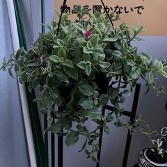 観葉植物の画像