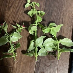 観葉植物の画像