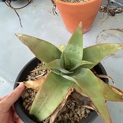アロエ　イマロテンシスの画像
