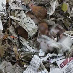 ゴールデンハムスター里親募集 飼育初心者OK