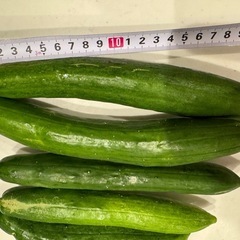 夏野菜　胡瓜の画像